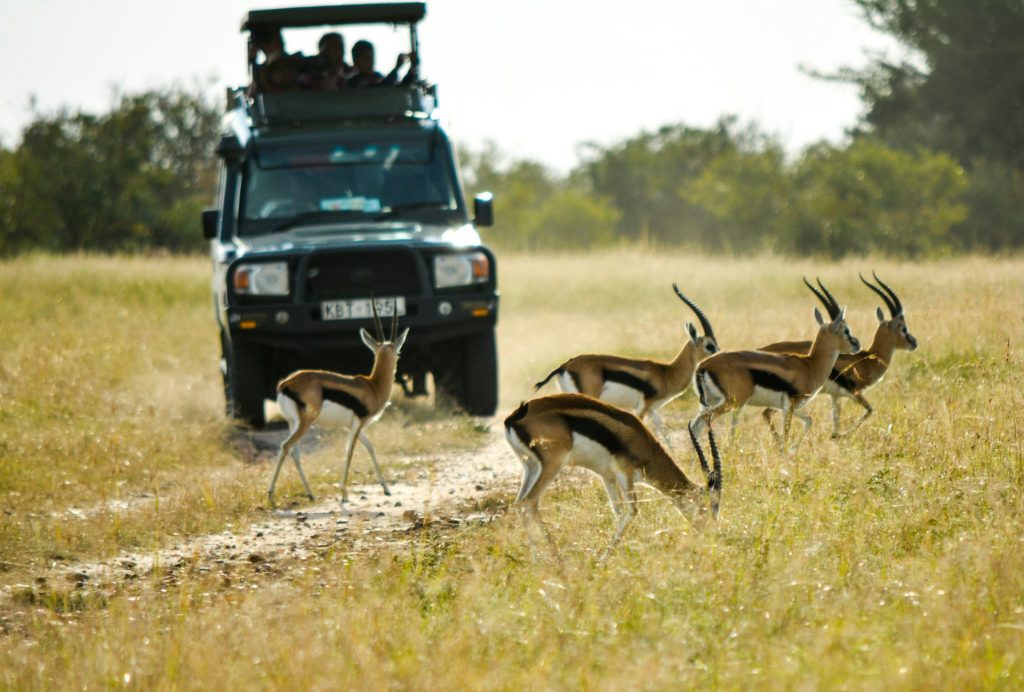 Africa Safari 