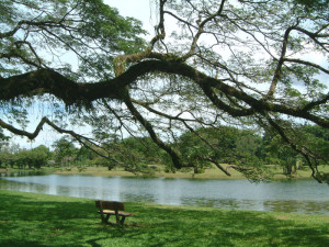 taiping_lake1