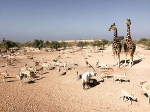sir bani yas island wildlife, abu dhabi