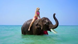 riding on elephant on thailand