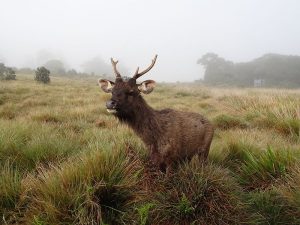 Sambar in Horton Plains National Park