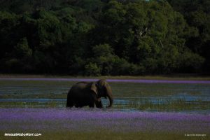 Wilpattu National park | Img. Courtesy:[Dammeike Wijesinghe]