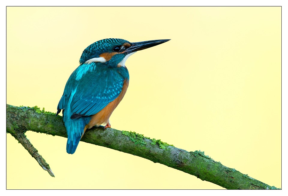 King Fisher, wildlife in sri lanka