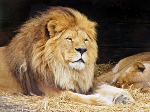 Dehiwala Zoological Gardens