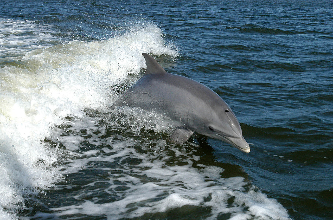 Whale and Dolphin watching places in Sri Lanka