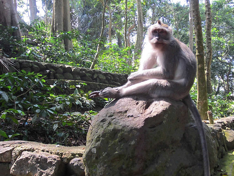 The Sacred Monkey Forest Sanctuary in Bali