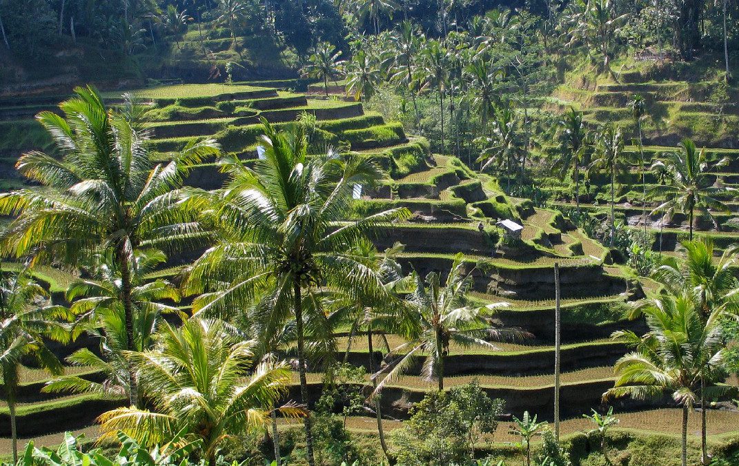 Visit Upside Down World in Bali