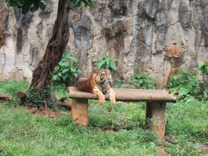 Ragunan Zoo