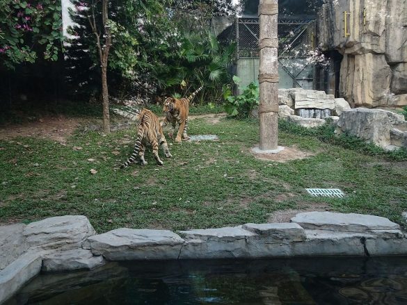 Shenzhen Safari Park