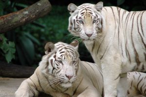 Singapore Zoo