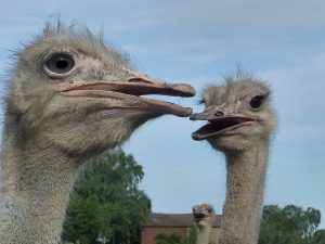 ostrich farm
