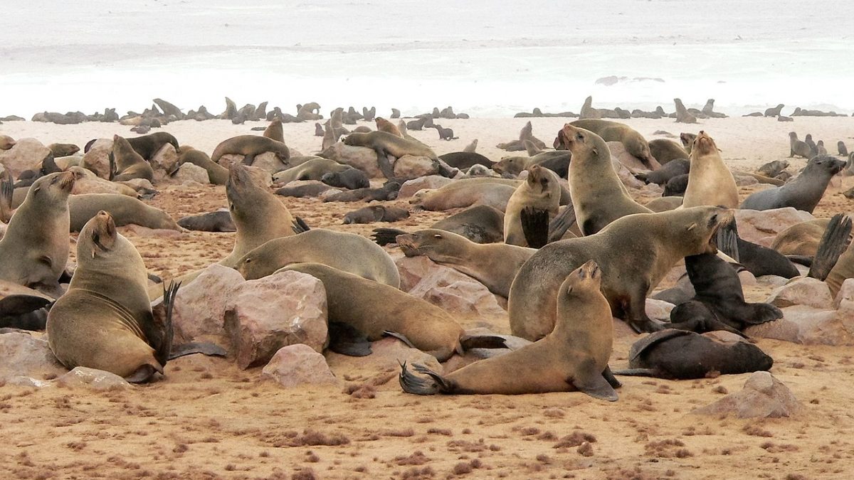 The Cape fur seal colony at Cape Cross, Namibia – An inspiring natural scene