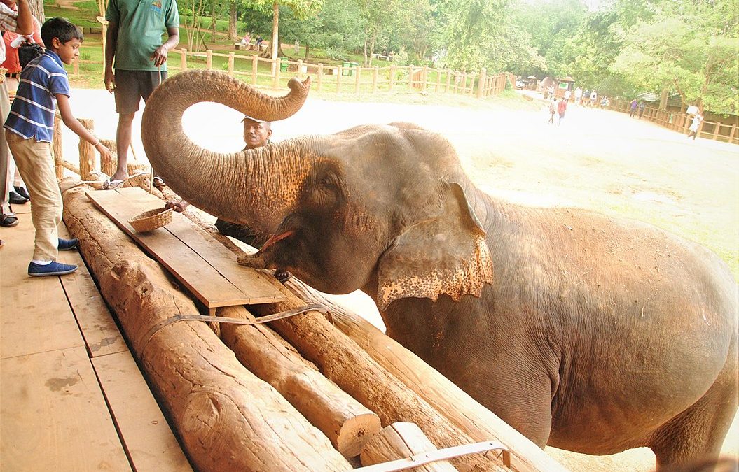 The Best Family Attractions in Sri Lanka – An Unforgettable Island Vacay!