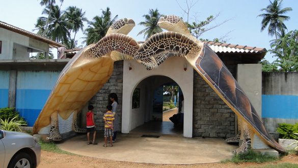 Kosgoda Turtle Hatchery