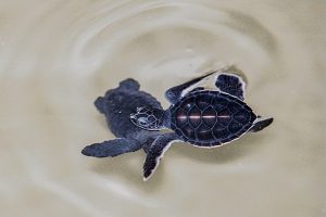 Kosgoda Turtle Hatchery