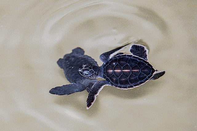 Kosgoda Turtle Hatchery
