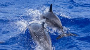 Dolphin