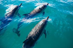 Dolphin Watching