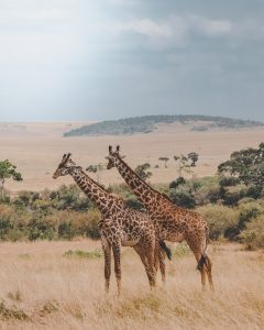 Kenya Wildlife