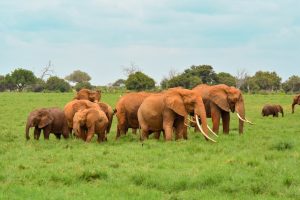 Wildlife
