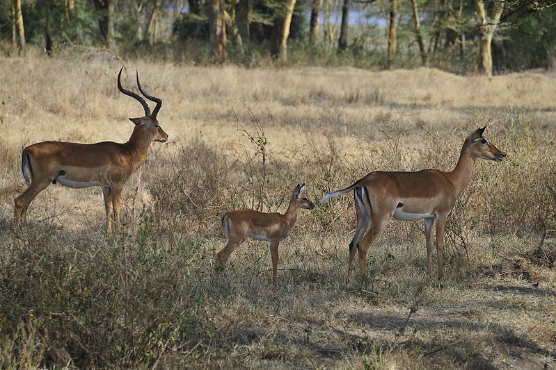 A Family Safari Adventure