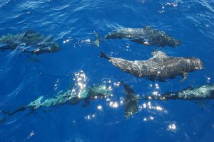 Dolphin Cruises
