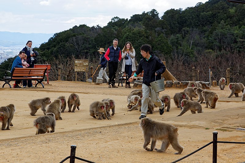 The Top Family Attractions in Kyoto – Fun Adventures with Your Little Explorers!