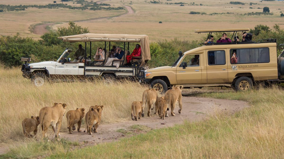 Craving for Your Wildlife Adventure