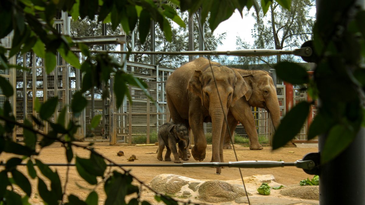 Wild Adventures – A Family Day Out at Melbourne Zoo