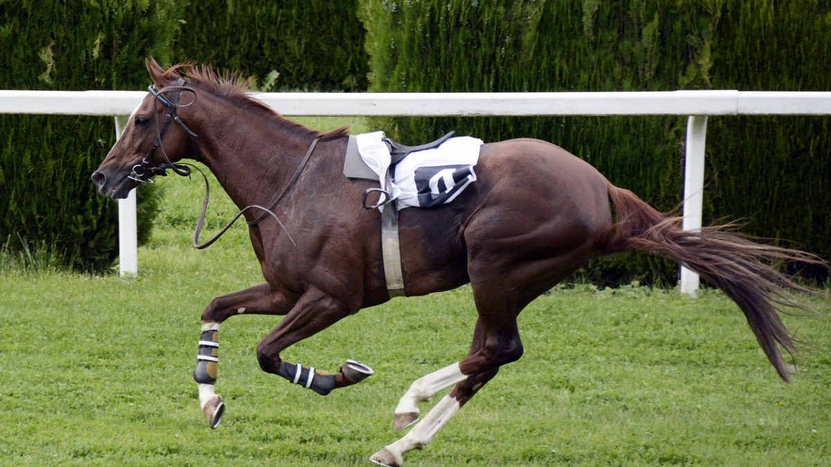 Melbourne’s Sporting Culture – A Sporting Paradise Unveiled