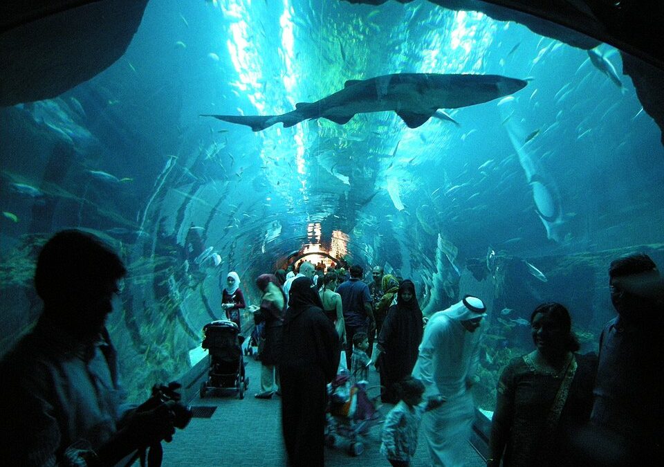 Exploring Phuket’s Aquarium – The Majesty of Phuket’s Sea Life awaits