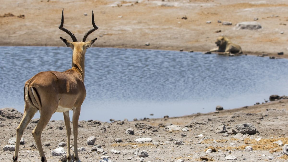 Top Offbeat Family Activities in Windhoek, Namibia – Discover Hidden Gems