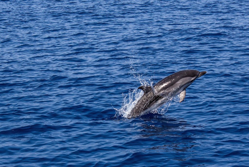 dolphin