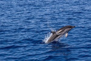 dolphin