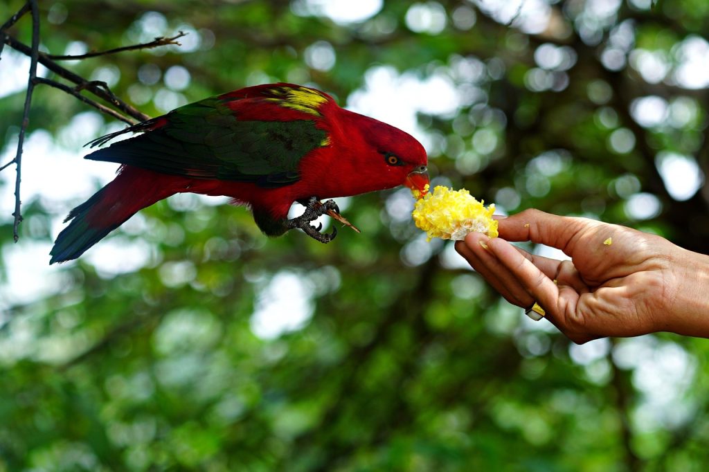 red-parrot-