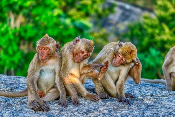 Monkey