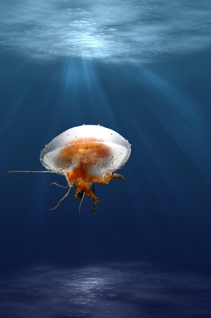 jellyfish