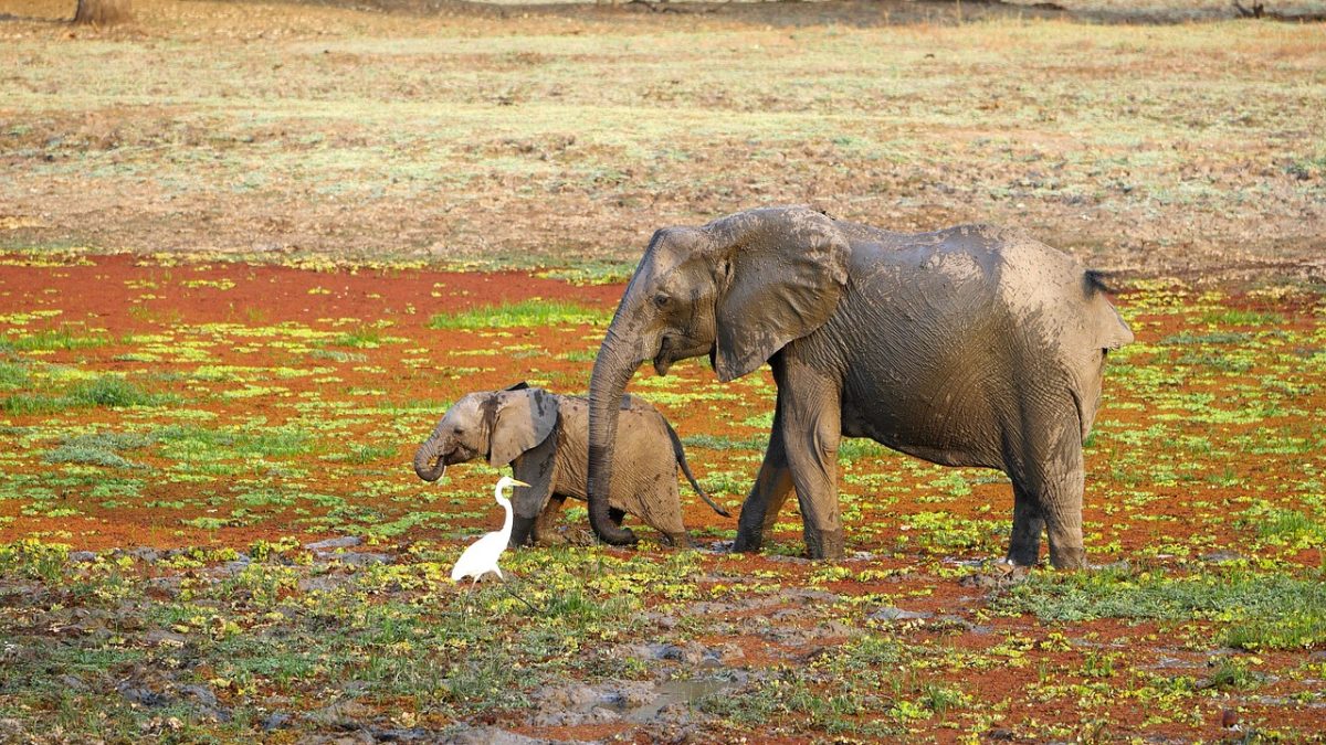 Family Adventures in Zambia: Thrilling Rides & Lasting Memories