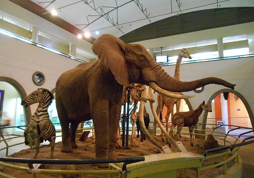 Make the Best of Your Vacation: The Best Family-Friendly Experiences in Nairobi