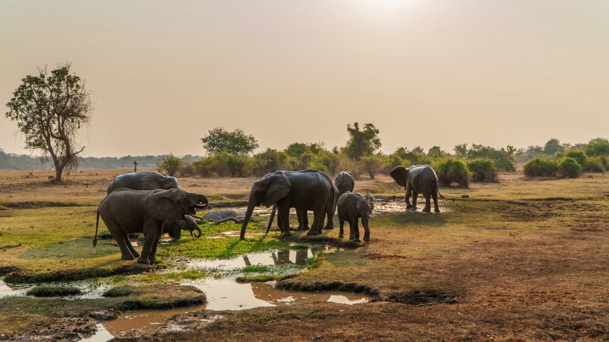 A Romantic Safari in South Luangwa National Park: Tips for Quiet Game Drives and Meaningful Moments