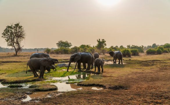 A Romantic Safari in South Luangwa National Park: Tips for Quiet Game Drives and Meaningful Moments